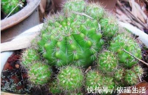 这四种绿植，十天半个月可以不浇水，爆芽、疯长到盆都装不下！