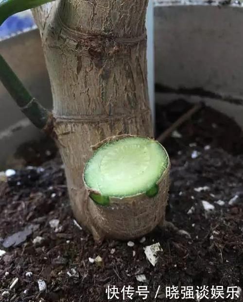 大腿|养了20年的玉树，杆子比大腿还粗，满树白花跟下雪了一样