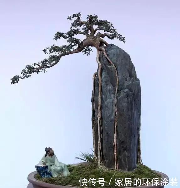 漂亮|漂亮的附石盆景，令人爱不忍释
