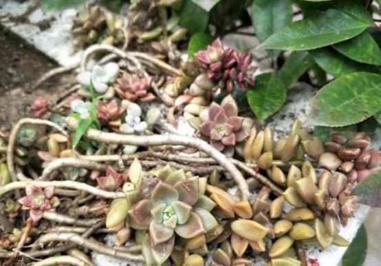 老桩|奶奶扔在院子里的多肉,几年没管,长成老桩美翻天,给钱都不卖