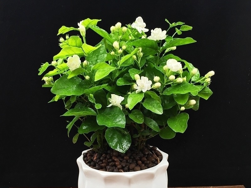 跑断腿买不到的6种盆栽长得特别快，清新空气还驱蚊，最适合夏天