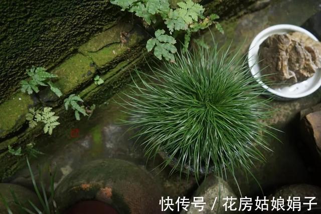 它位列“花草四雅”，耐阴能力强，室内光照不好也能养好