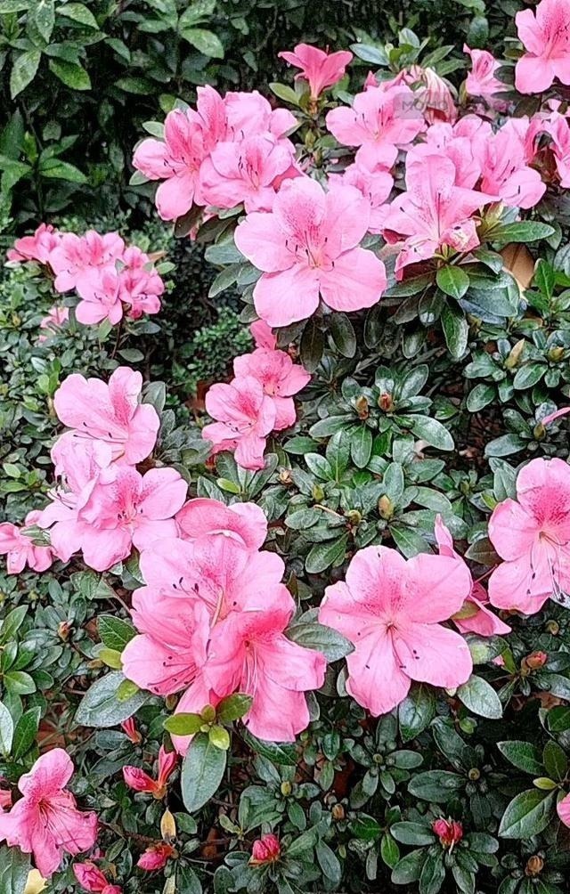 能活几十年的花,家里养一盆,还能作传家宝!