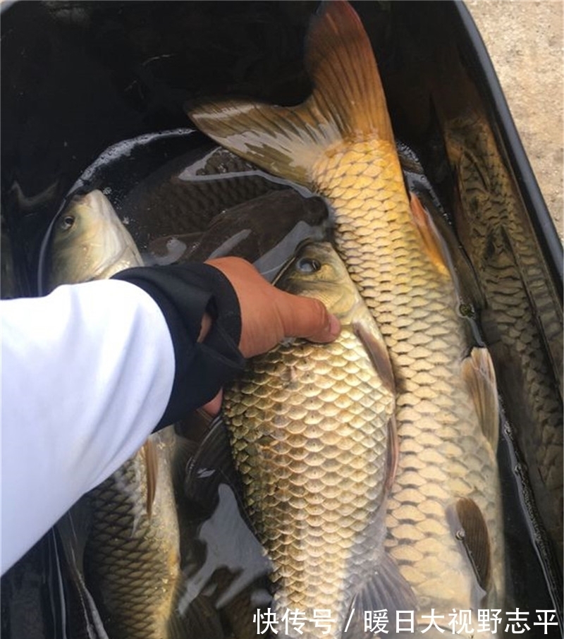 夏末|夏末野钓攻略分享,明确对象鱼,找准钓位