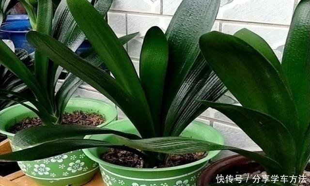 君子兰叶子长得好看,花盆里加2种“材料”,肥力充足!