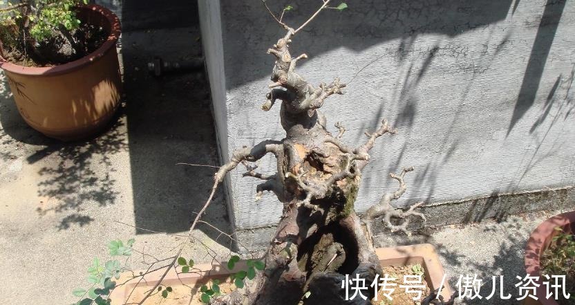 老桩|喜欢老桩盆景,该怎么拥有?老花匠:将新苗养成老桩才是最佳选择