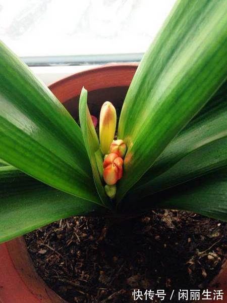 君子兰风信子夹箭不开花,简单1招,把花拽出来!