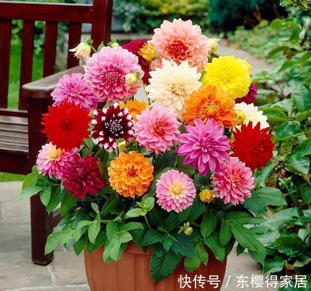 4种花华丽又高贵,看一眼就忘不了,一年四季开花不断,挤满阳台