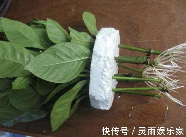 花卉|夏天养1种花,剪“1根枝条”,用来扦插9天生根,来年开花!