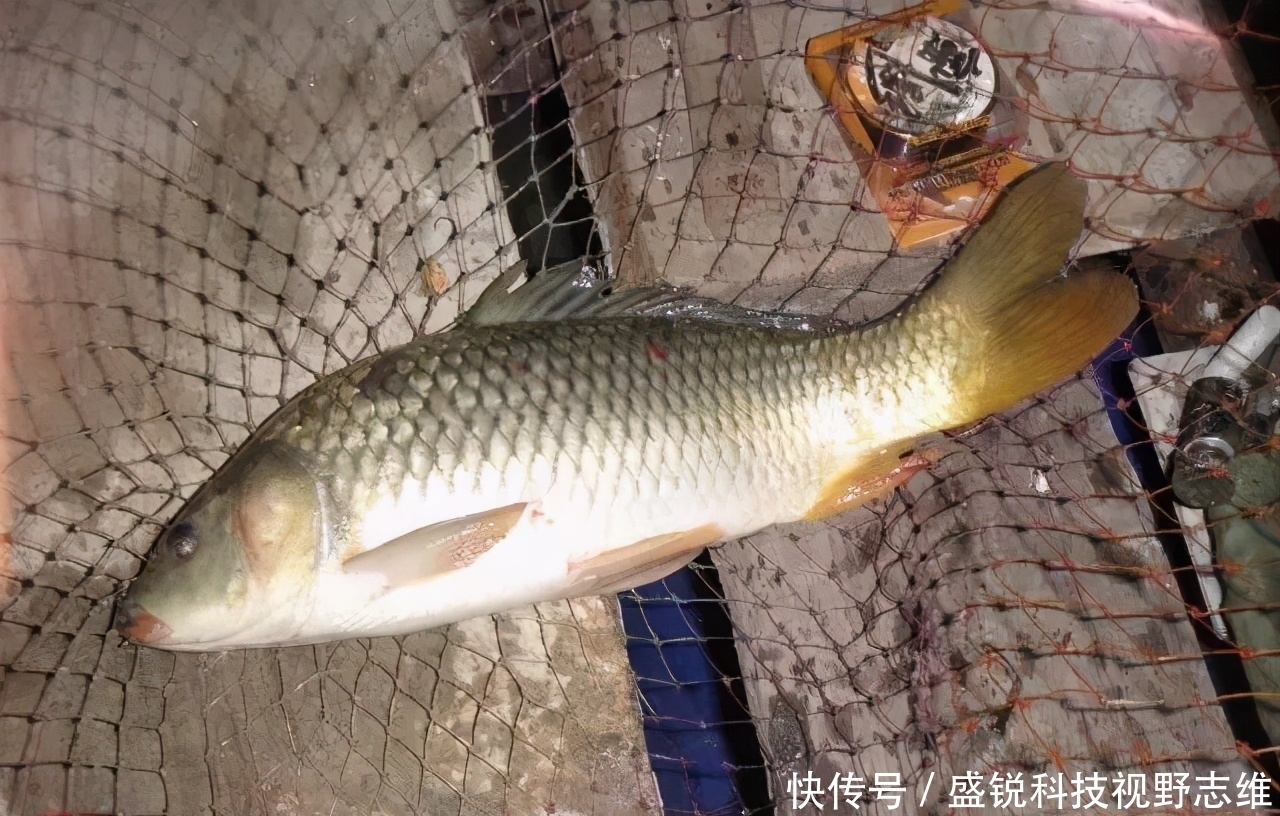 为什么说野钓就要钓钝,这几个原因告诉你,钓钝到底有多实用