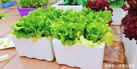 阳台栽盆“大生菜”,能吃也能当花看,四季种植,财源滚滚