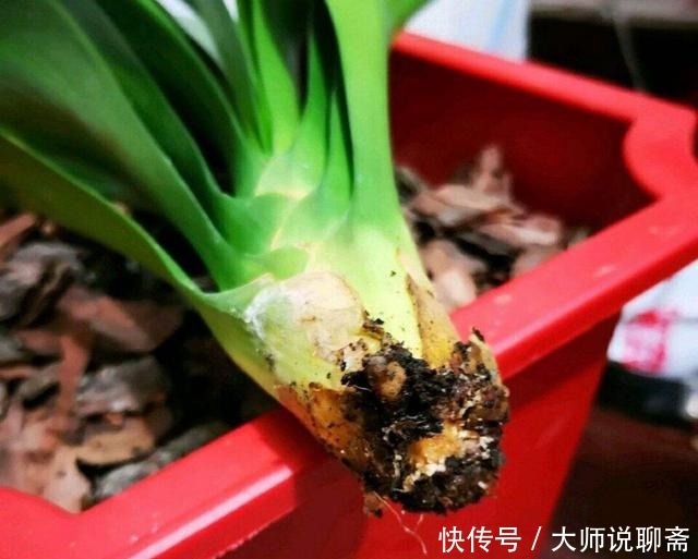 4种土，宁可扔了也别养花，不然累死也养不好！