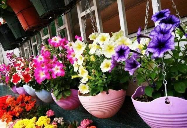 家里养上这些花,“花旺人不旺”,还是早点搬到室外养,安全