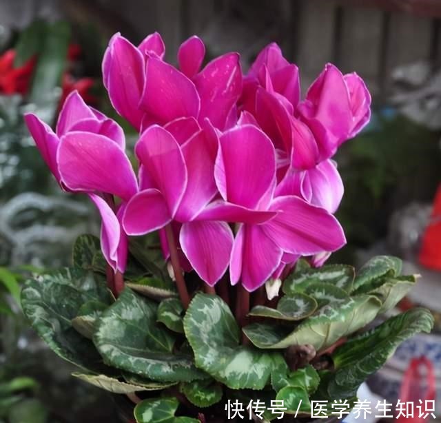 这3种花特别的耐寒,完全不将冬天放在眼里,天越冷花朵越漂亮!