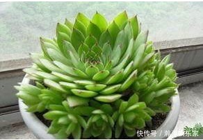 光照|观音莲这样养,群星捧月,有驱邪纳降,吉祥如意之意