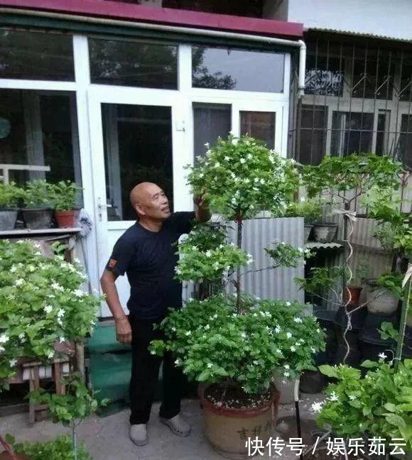 拉枝|茉莉狠心剪几刀,呼呼窜成3层塔,开花满树香味足