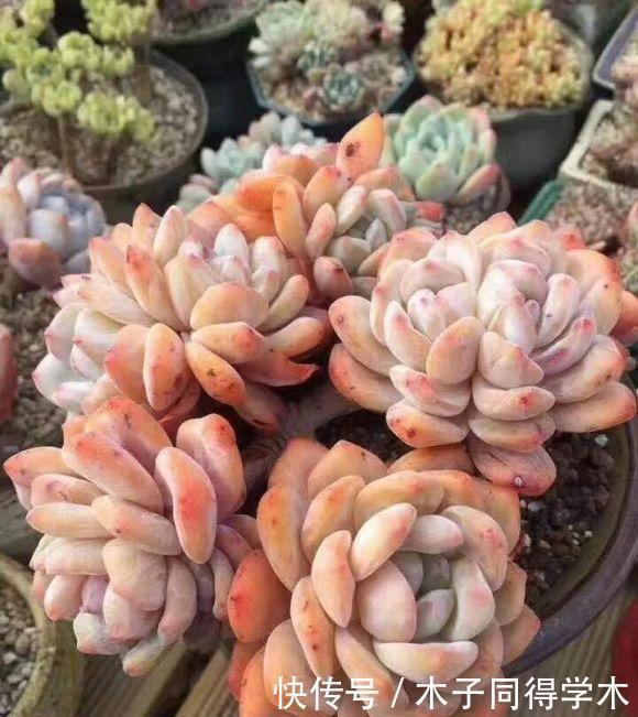 陶土|多肉不晒太阳,叶子就没有状态,夏天放在室外,20天晒的红彤彤