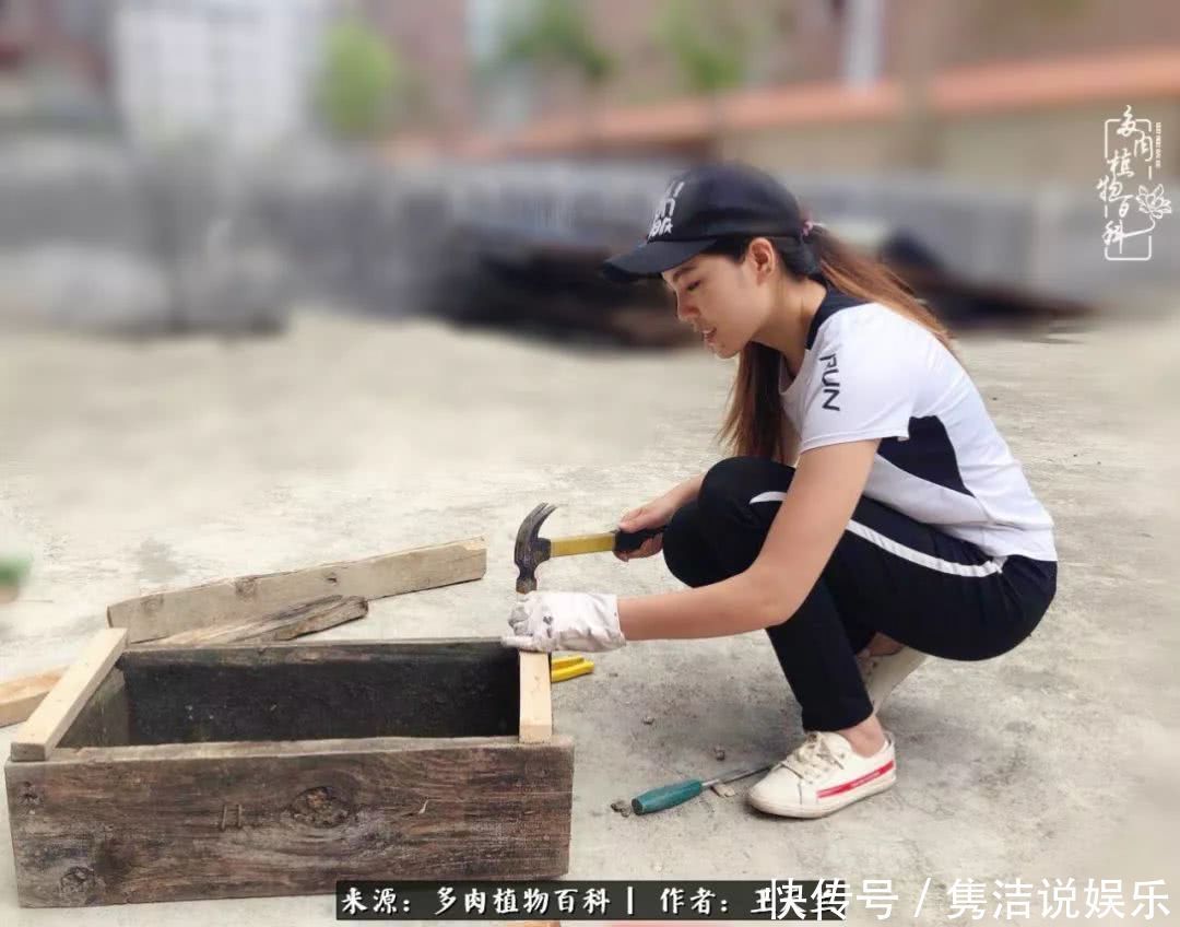 多肉遇上枯木木花盆，姑娘自己造！