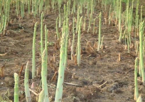 遇光就会“变质”,富含硒元素,炒肉是一绝,当下12元一斤