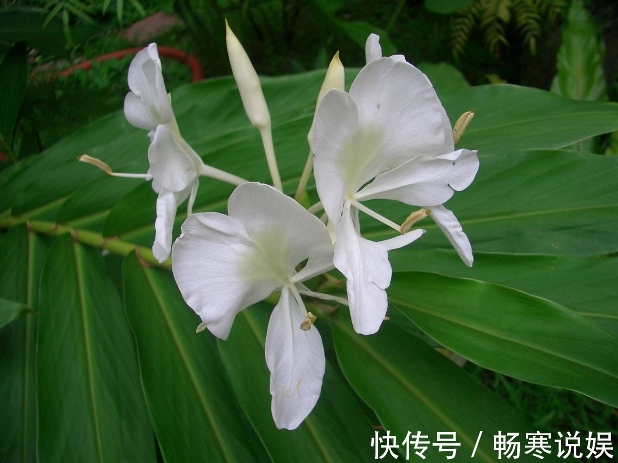这花盛开似白蝴蝶翩翩飞舞,可惜只有农村才有,城里人花钱买不到