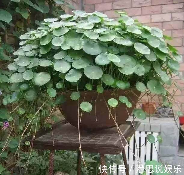 夏天里的“暴发户”,养盆铜钱草,天天爆盆,里里外外全是“钱”