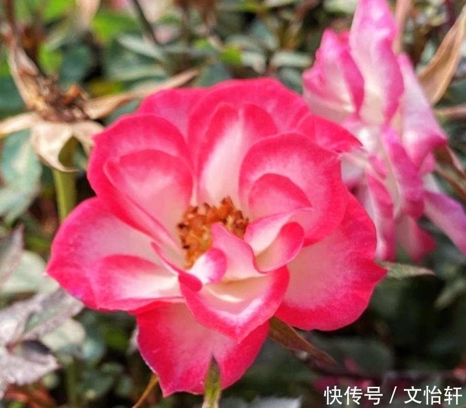 品种|100个月季品种,千姿百态,每个都很漂亮,图名并茂,值得收藏