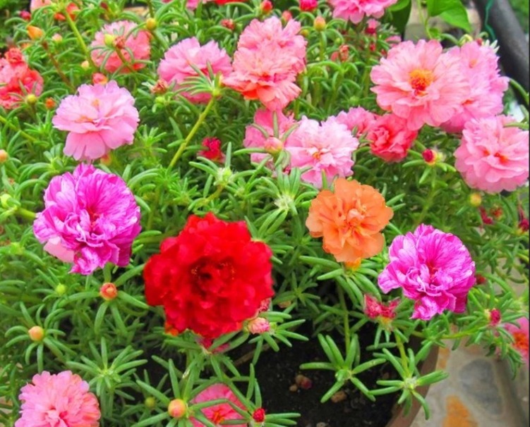 夏天养这3种花得多晒太阳,不遮阴植株才长得旺,叶绿根壮花多