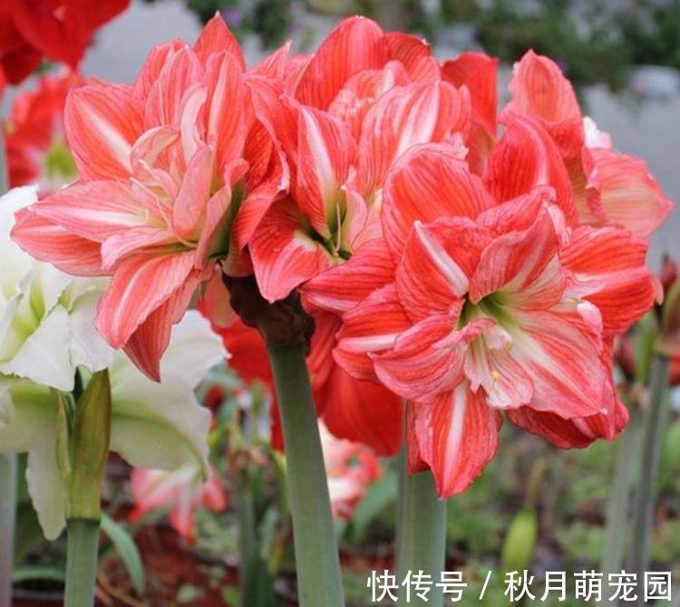 爆盆|4种花深受花友的喜欢,开花爆盆很简单,冬季一样能开花