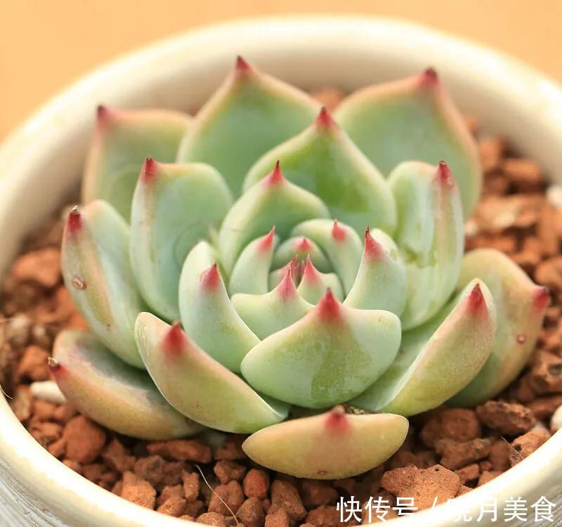 养多肉选择这四种，容易出状态，还好养，价格低到不想买