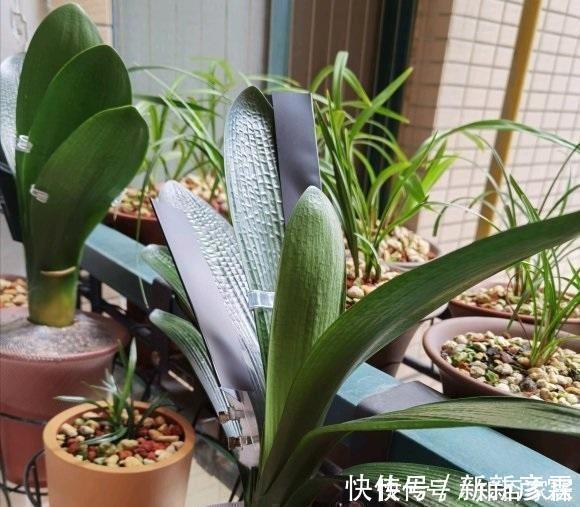 叶子|夏天养花,4种植物容易“浇死”,进入休眠期,浇水能少则少