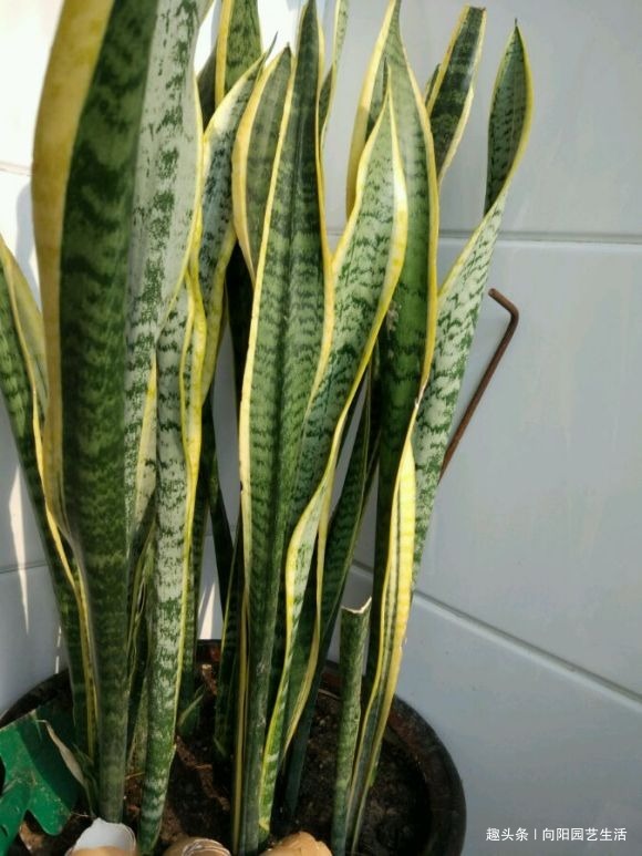 虎皮兰需要施肥吗想要生小芽,喂上2种肥,花盆里长满新芽