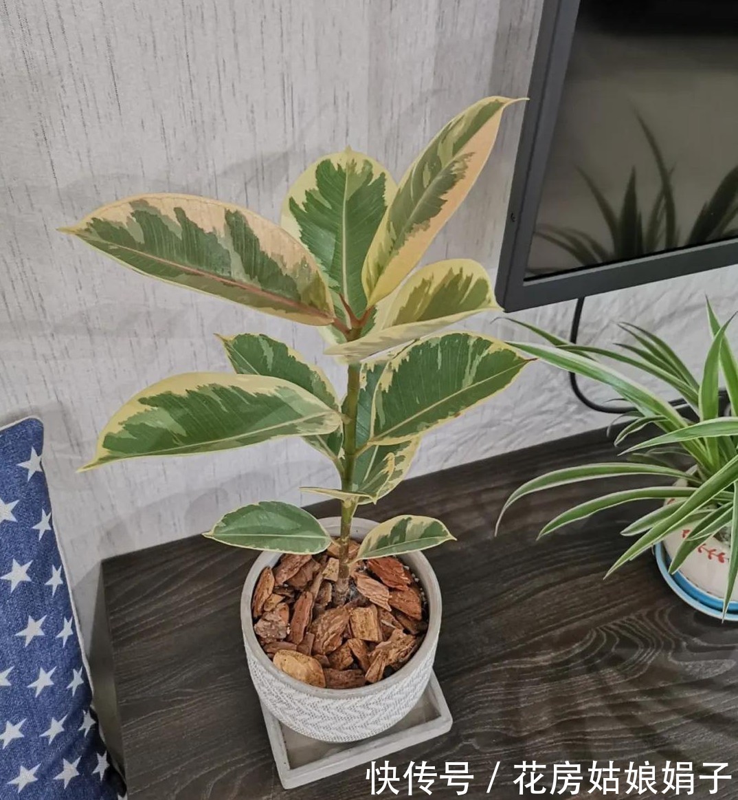 橡皮树|8种观叶植物，耐阴耐旱好养活，30天不晒太阳不浇水，活的很好