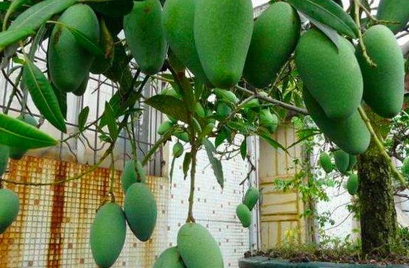 盆景不用买,“2种”水果吃完别扔果核,丢盆里1个月后成美景