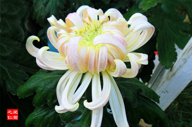 喜欢菊花，不如养盆“菊中珍品”兼六白菊，似翩翩少女，玲珑美丽