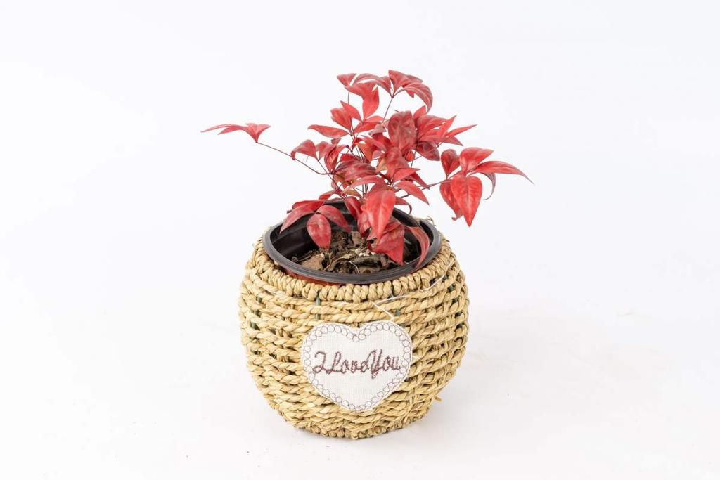 不常见的5种绿植,养过3种就是大神,你养了几种?