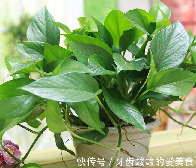 家里的3种垃圾不要扔,绿萝盆里用一点,再也不黄叶不烂根
