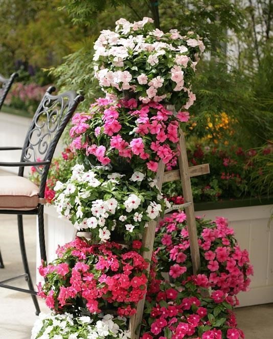 五种漂亮的花,可以趁热天繁殖小苗,温度高更利于生根