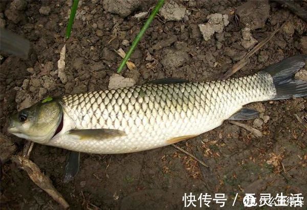 野生|钓鱼人出新招,3块钱成本制作“特效饵”,专攻野生大草鱼
