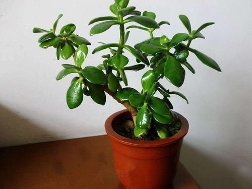 养金枝玉叶必须会修剪,掌握具体修剪方法,养出高价值盆景