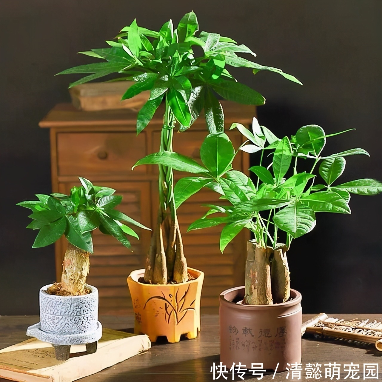 发财树有“三怕两不喜”,难怪怎么都养不活,看了可规避