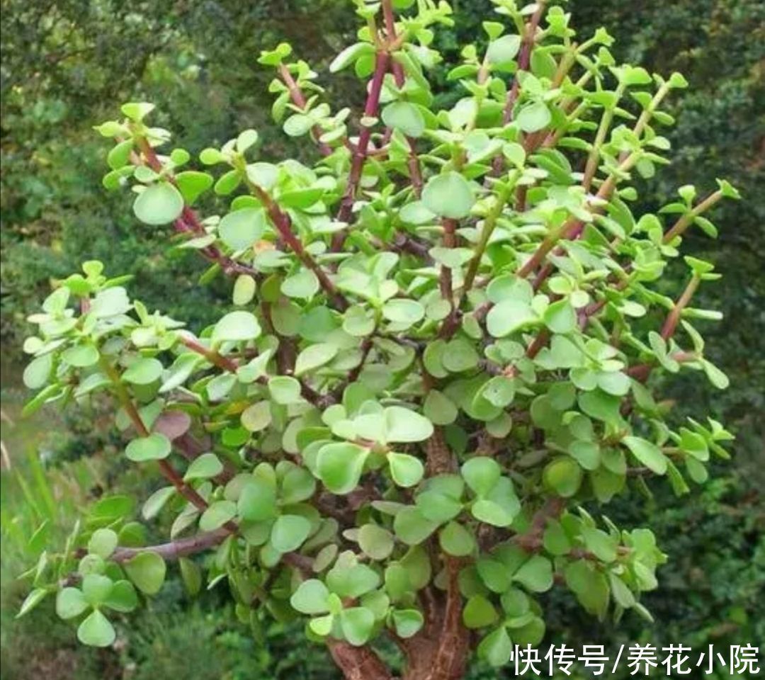 养金枝玉叶，枝条舍不得修剪，株型散乱，长得慢