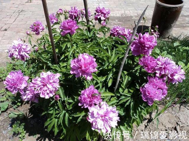 农村人都爱种的5种花,没啥名气,开花却漂亮极了!