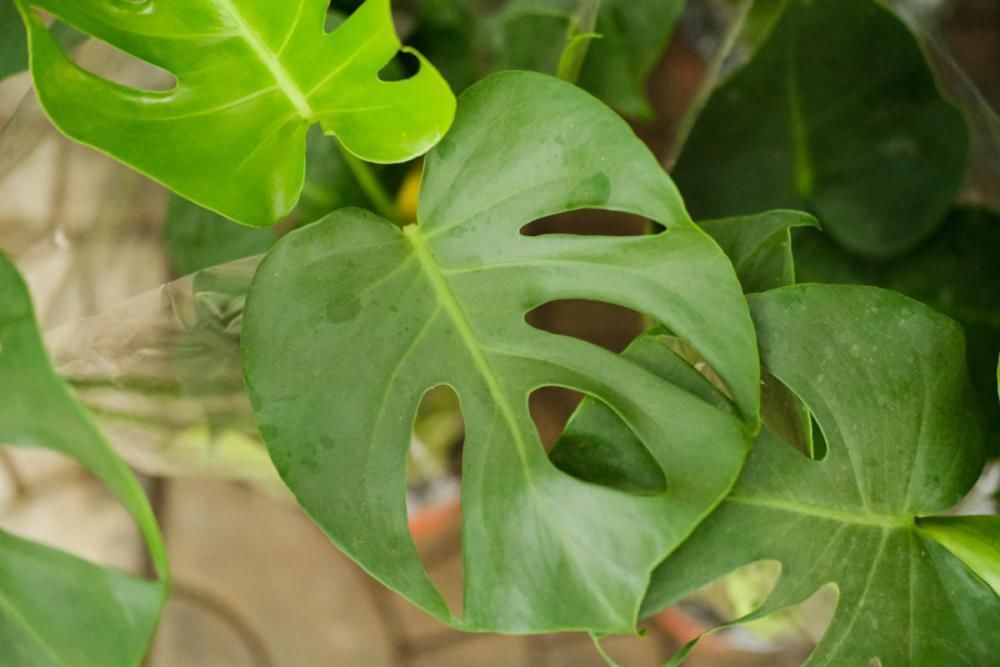 4种“超长寿”的植物,家里有老人,一定要养!