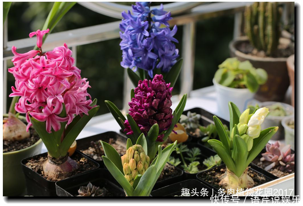 养花六要素,养花入门必备知识点