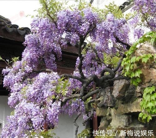 羡慕|有个小院子,定要养上5种花,开花好像小花园,谁看了都羡慕!