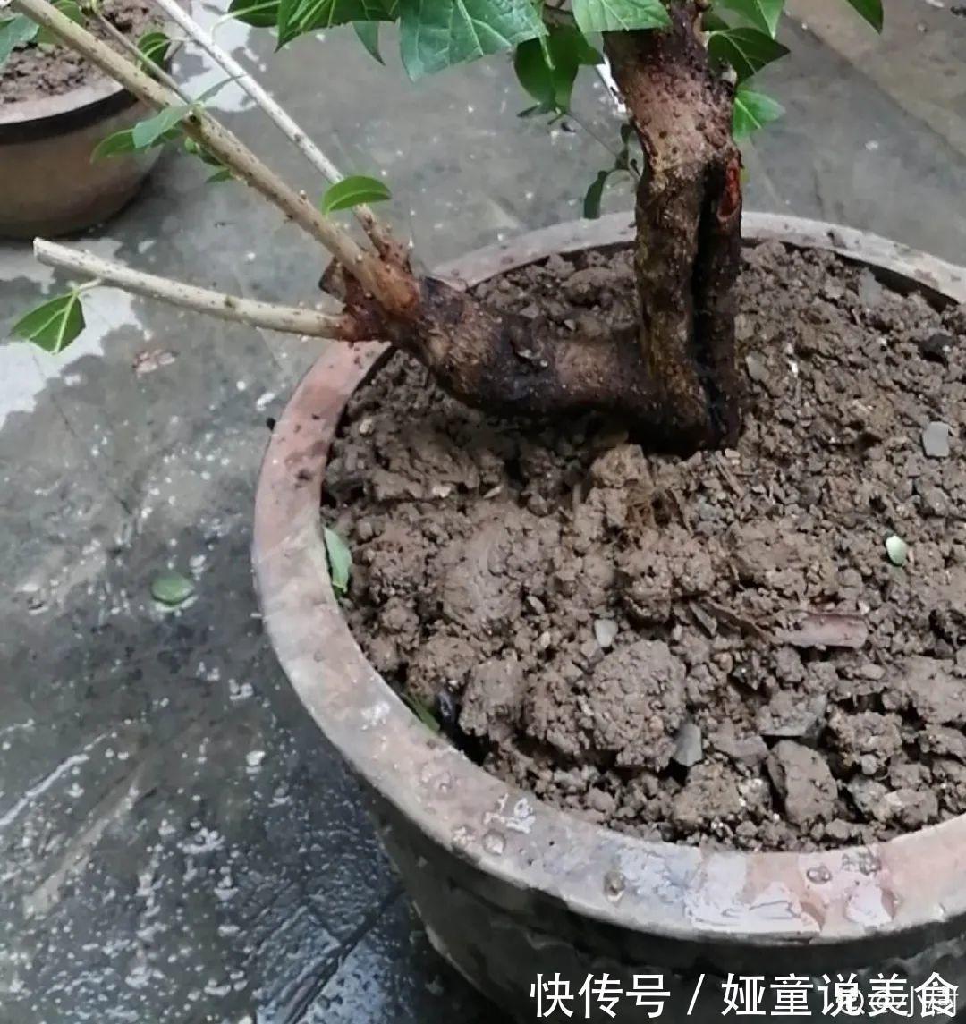 绣球|9种花是富贵命,必须大盆养,小盆养会憋死