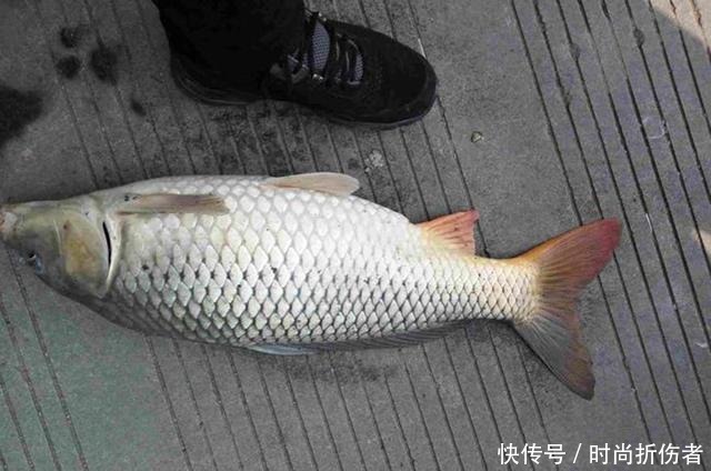  钓鱼|鲫鲤通杀鱼饵配方公开，钓鱼用它旁边钓位鱼都不开口