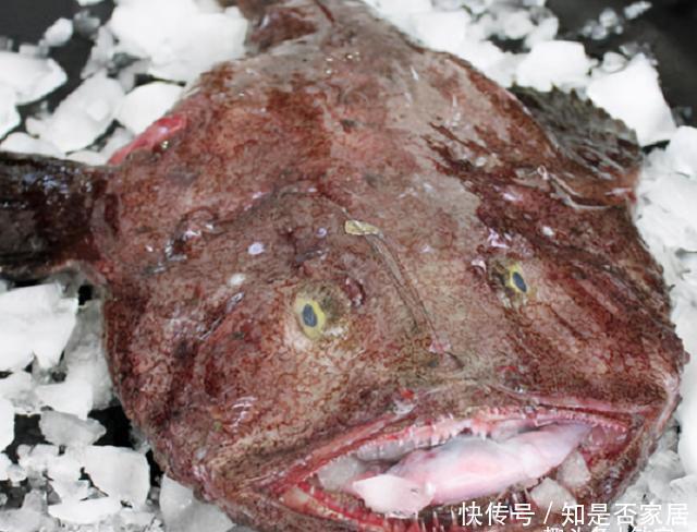 养殖|老渔民:5种鱼,目前无法人工养殖,全是纯野生,便宜又好吃!