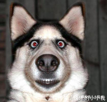 幽默爆笑语句,经典有趣,句句戳中笑点!