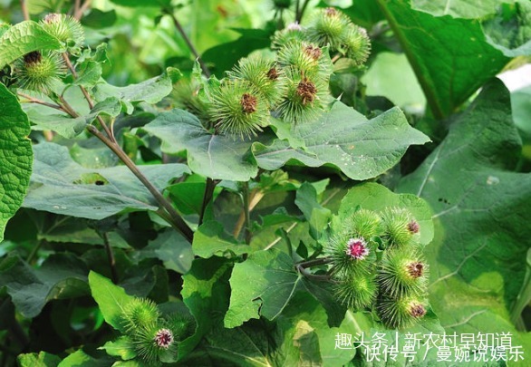 感冒灵|感冒别想着喝感冒灵,试试看农村这个野菜,效果更好